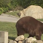 KTLA Bear